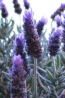 Ingredients lavender plant Flower Oil. The Seaweed Bath Co.